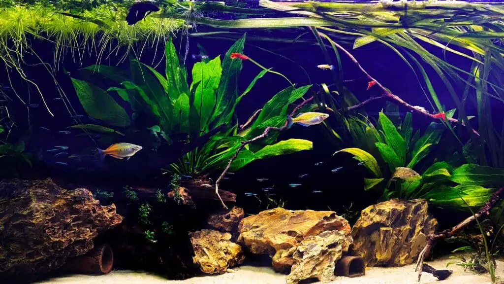 Planted freshwater community aquarium