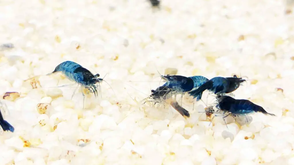 Blue Dream Neocaridina Shrimp