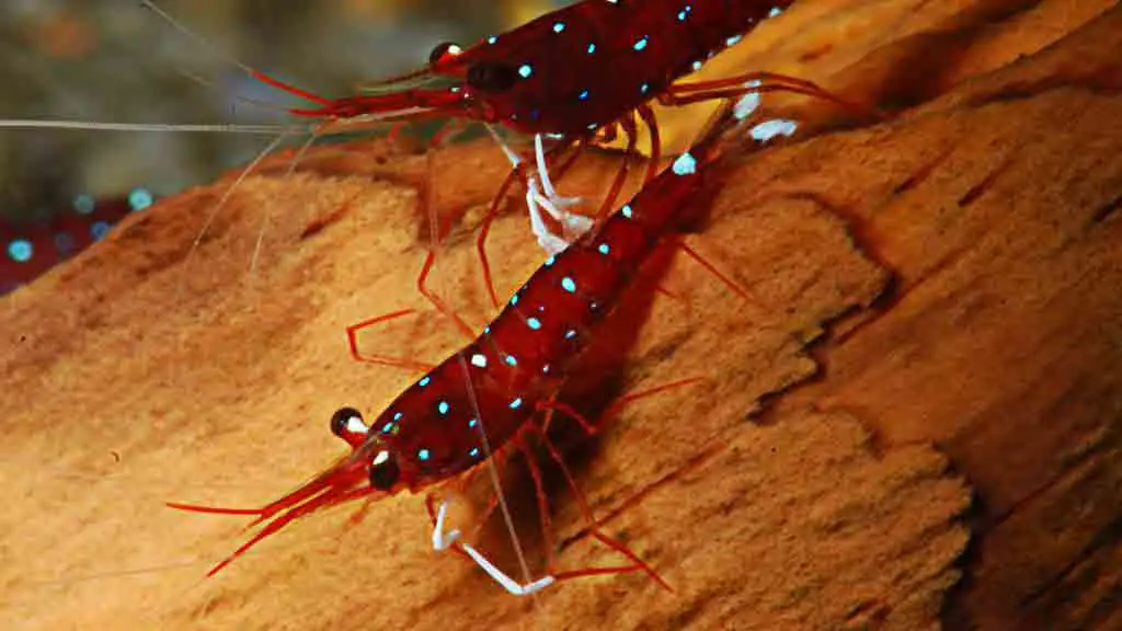 Cardinal Sulawesi Shrimp (Caridina Dennerli)