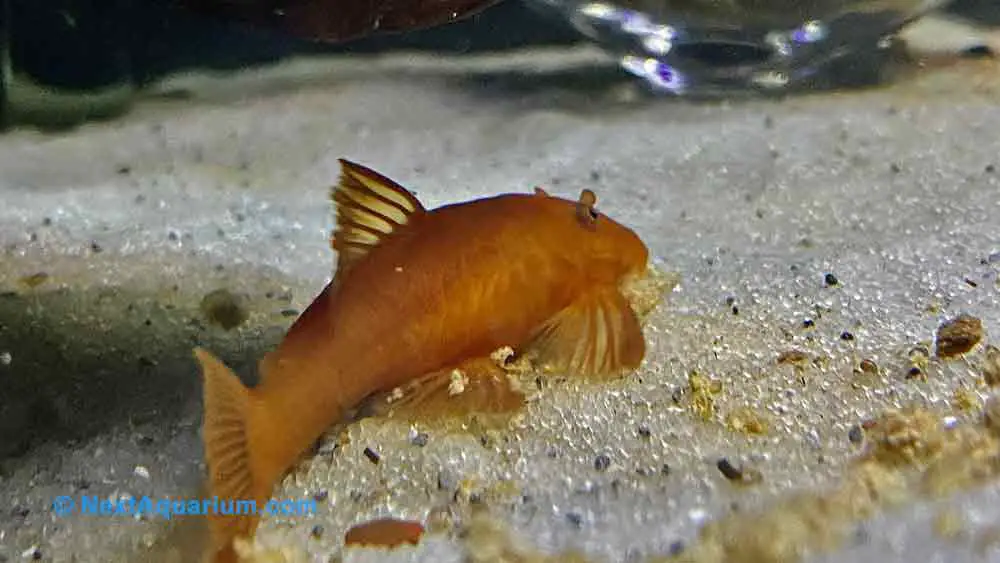 Female Super Red Bristlenose Plico