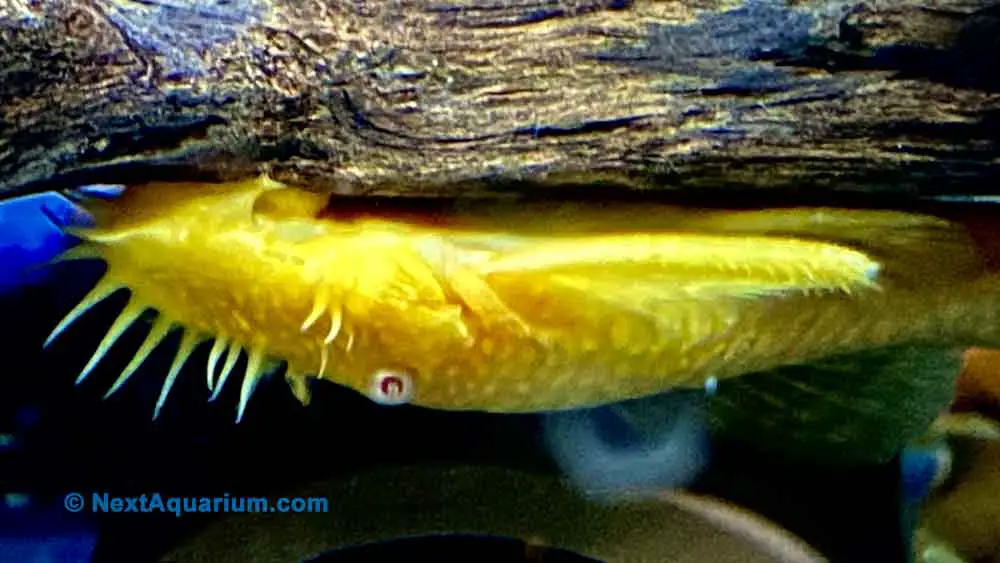 Albino Bristlenose Pleco