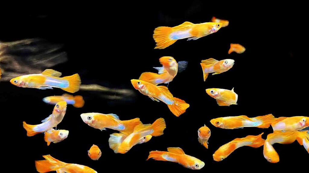 Albino Koi Guppy