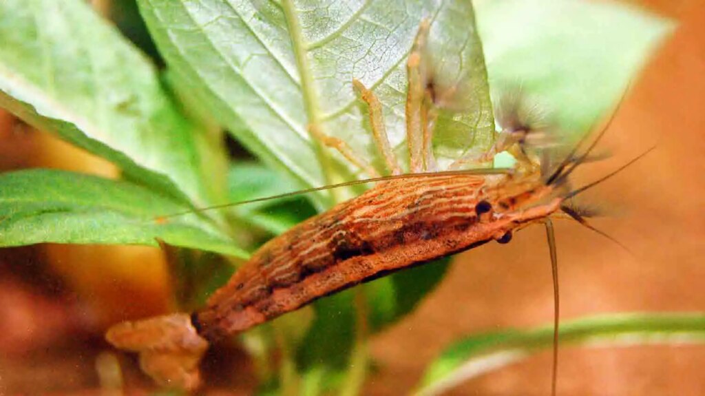 Bamboo Shrimp (Atyopsis Moluccensis)