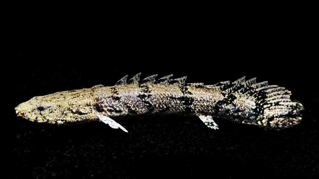 Bichir Fish