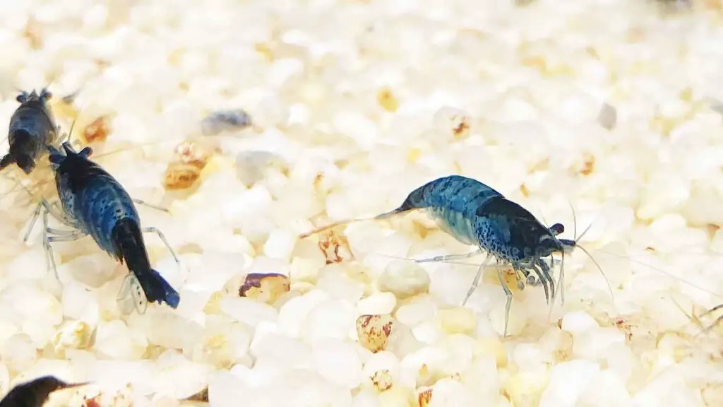 Blue Dream Neocaridina Shrimp