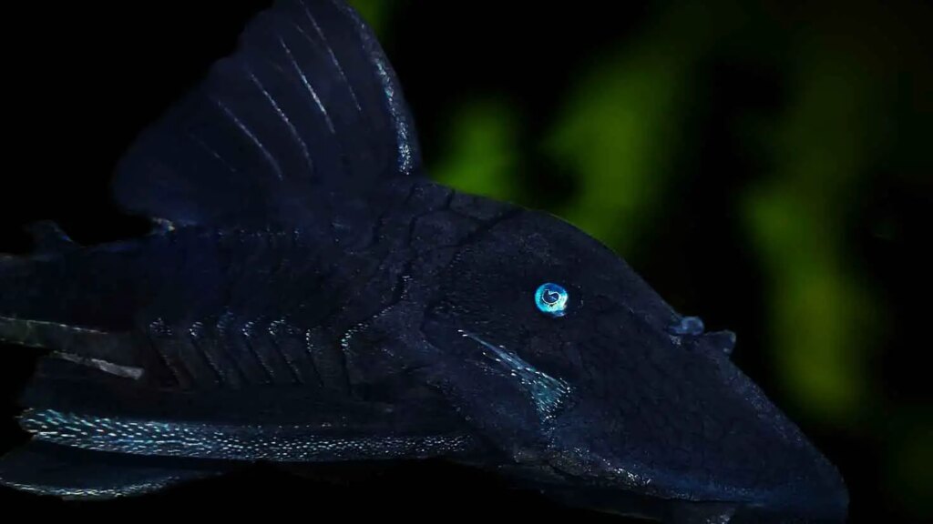 Blue Eyed Pleco