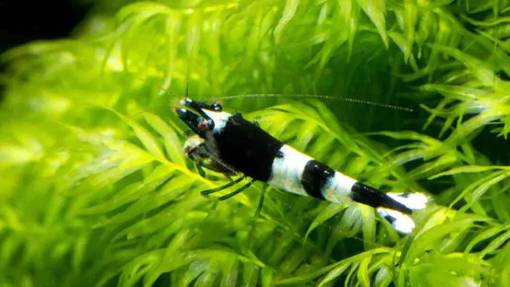 Panda Shrimp (caridina cf. cantonensis)