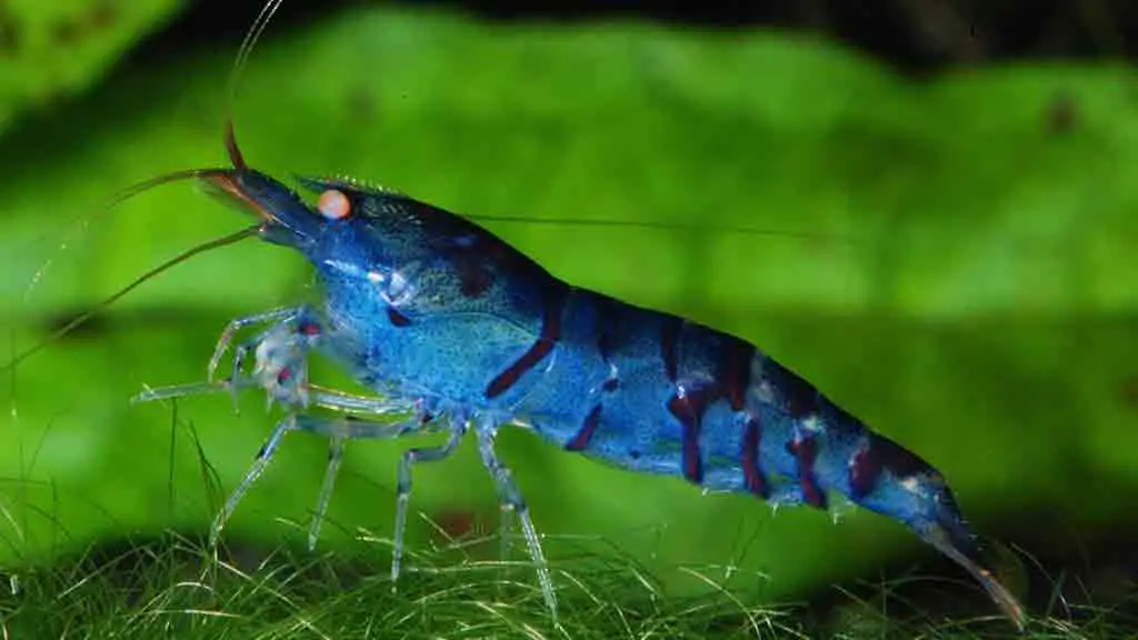 Blue Tiger Shrimp (Caridina cf cantonensis )