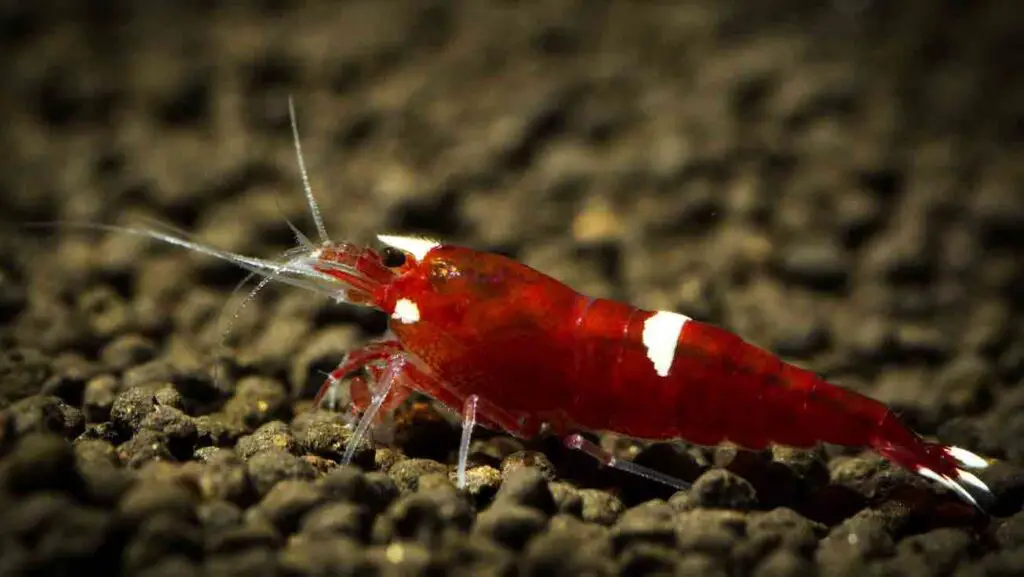 Red Ruby Shrimp (caridina cf. cantonensis)