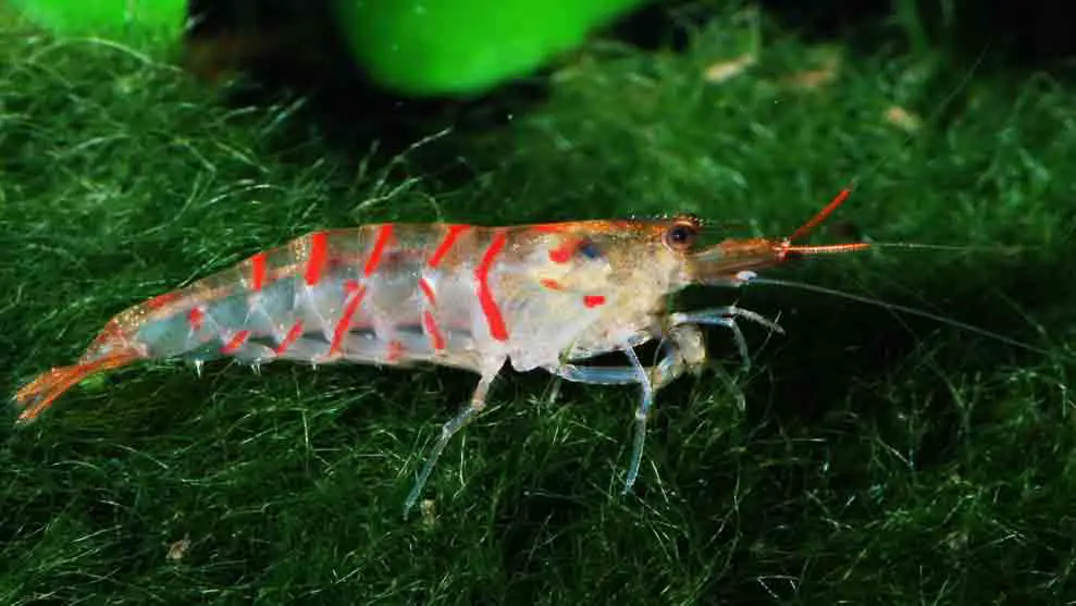 Red Tiger Shrimp (Caridina cf. cantonensis)