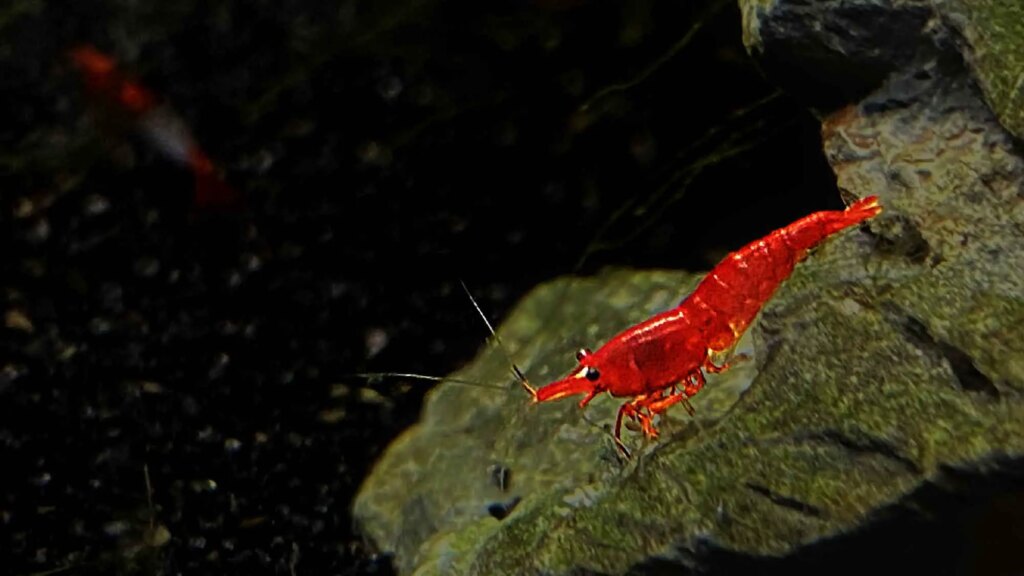 Cherry Shrimp (Neocaridina davidi)