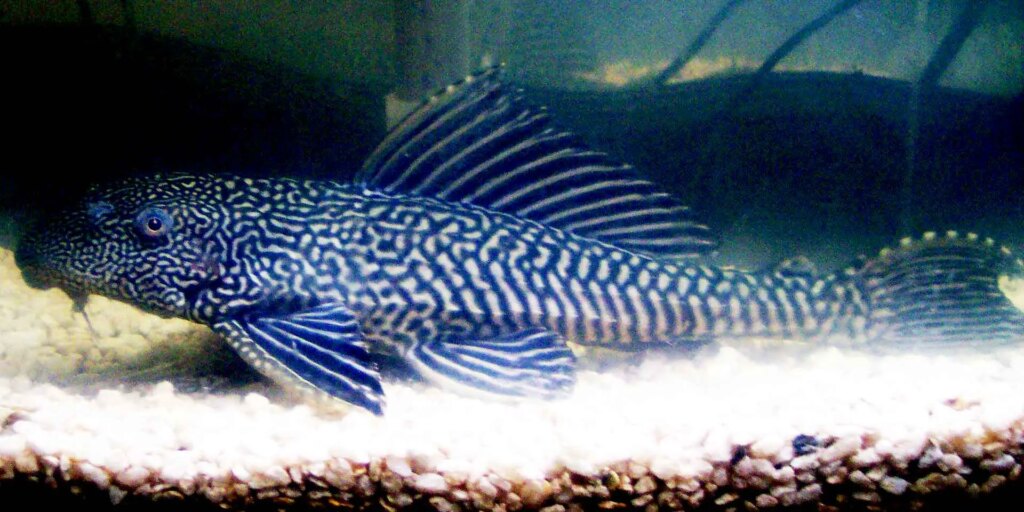 Common Pleco