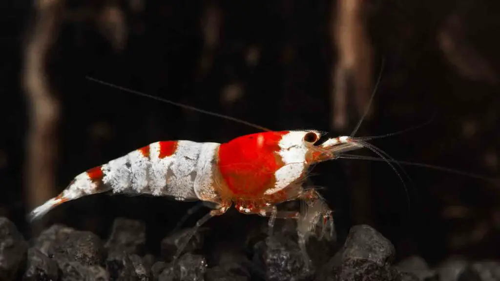 Crystal Red Shrimp