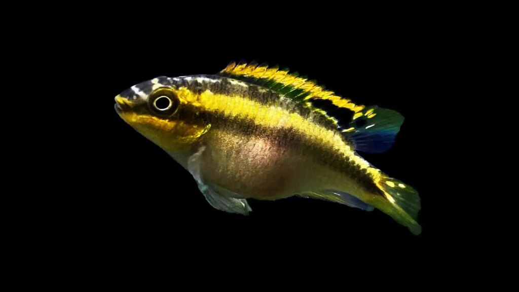 Female Apistogramma