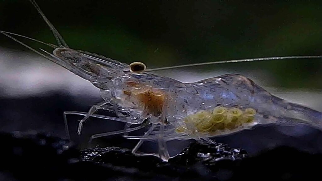 Ghost Shrimp (Palaemonetes)