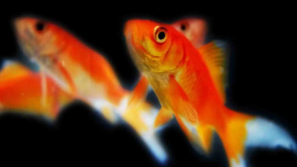 A Group Of Common Goldfish In Aquarium