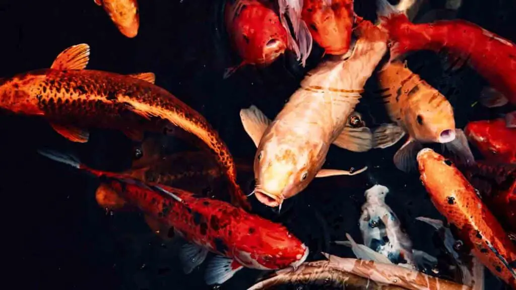 Group Of Koi Fish In Pond