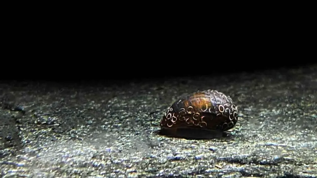 King Koopa Nerite Snail