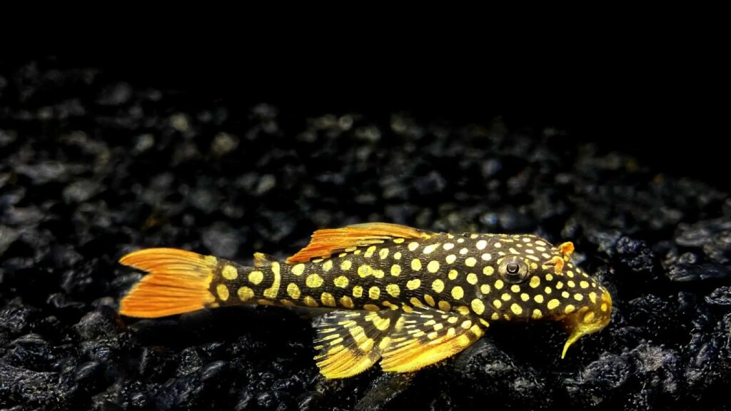 L014 Sunshine Pleco