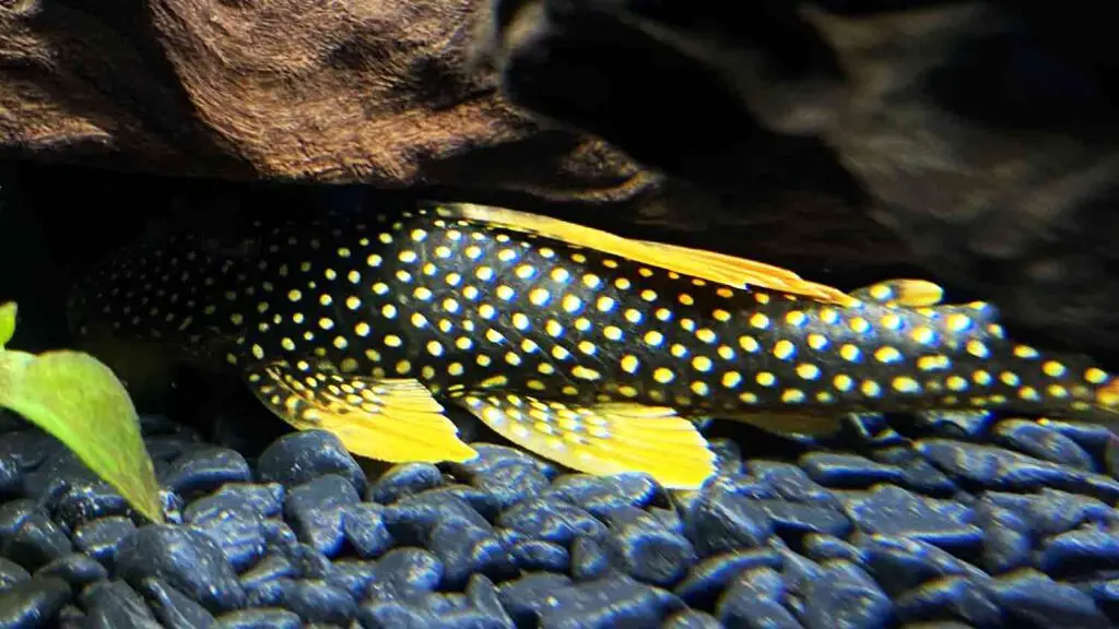 L014 Sunshine Pleco