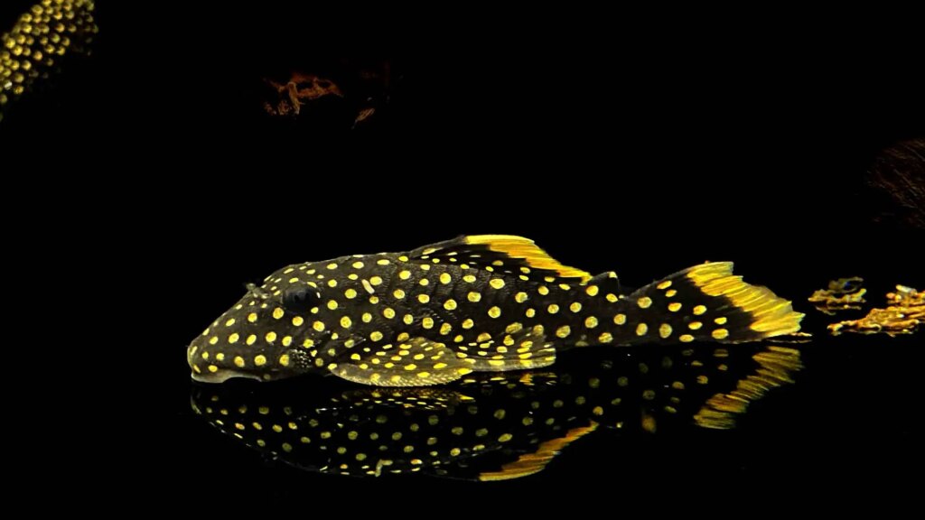 L018 Gold Nugget Pleco