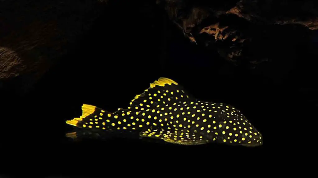 L018 Gold Nugget Pleco