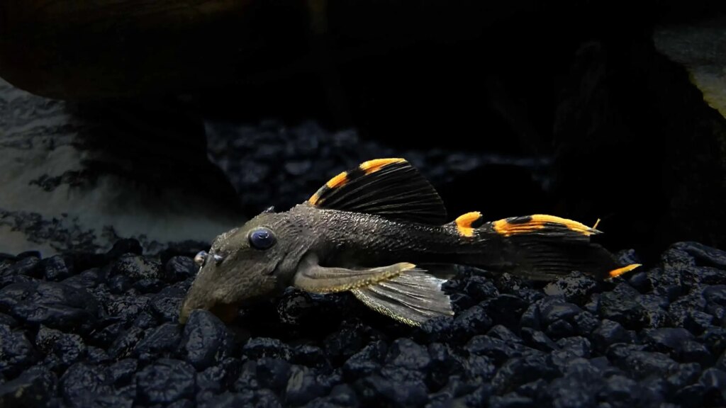 L091 Three Beacon Pleco