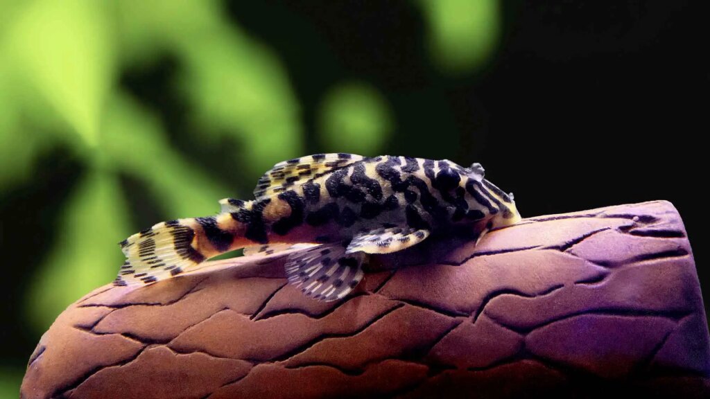 L134 Leopard Frog Pleco