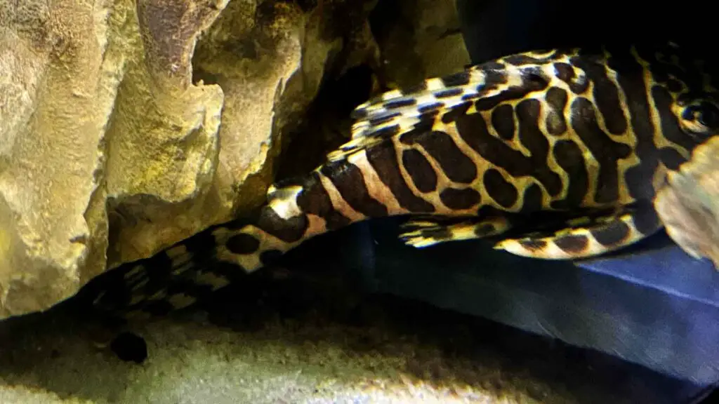 L134 Leopard Frog Pleco