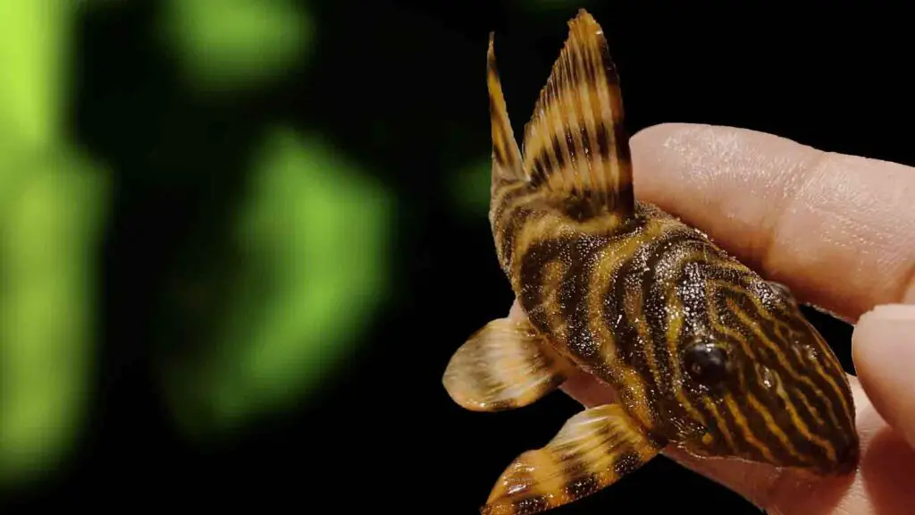 L169 Pleco (Gold Stripe Panaque)