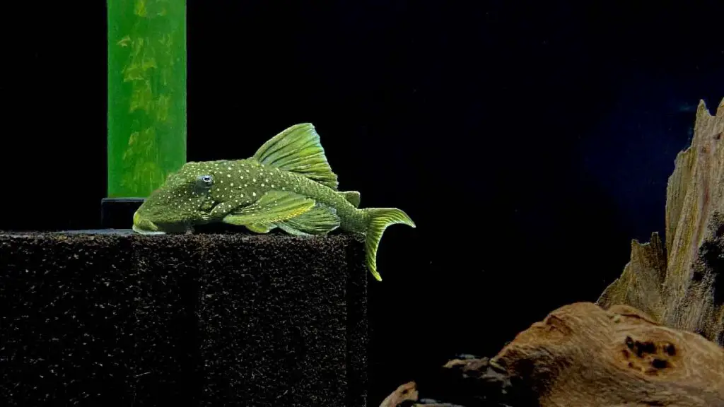 L200 Green Phantom Pleco