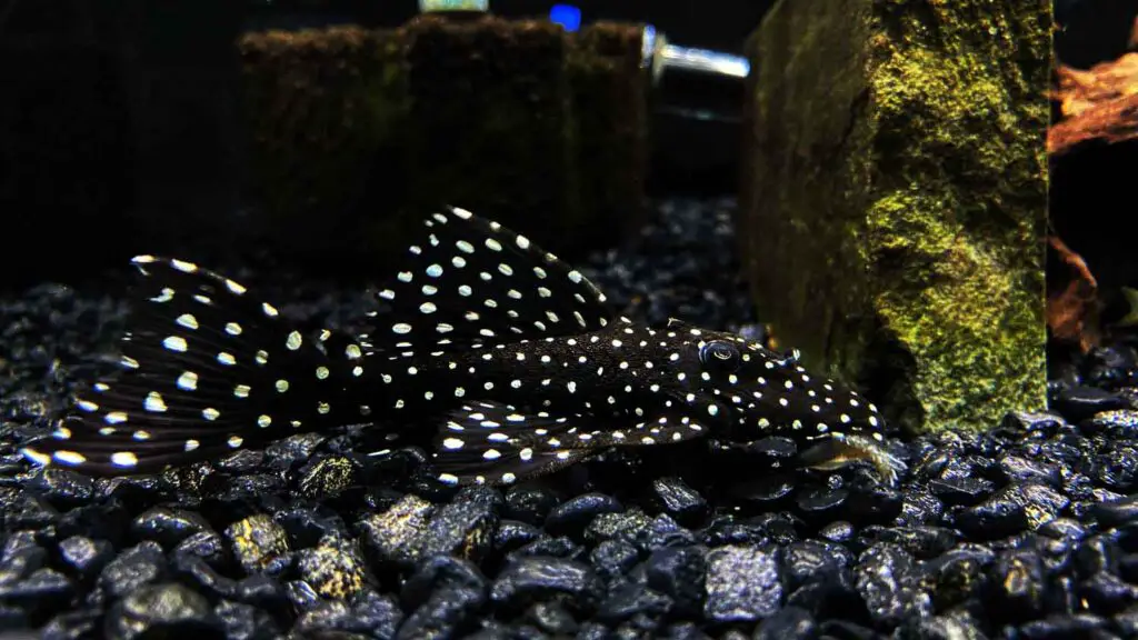 Galaxy Pleco (L240)