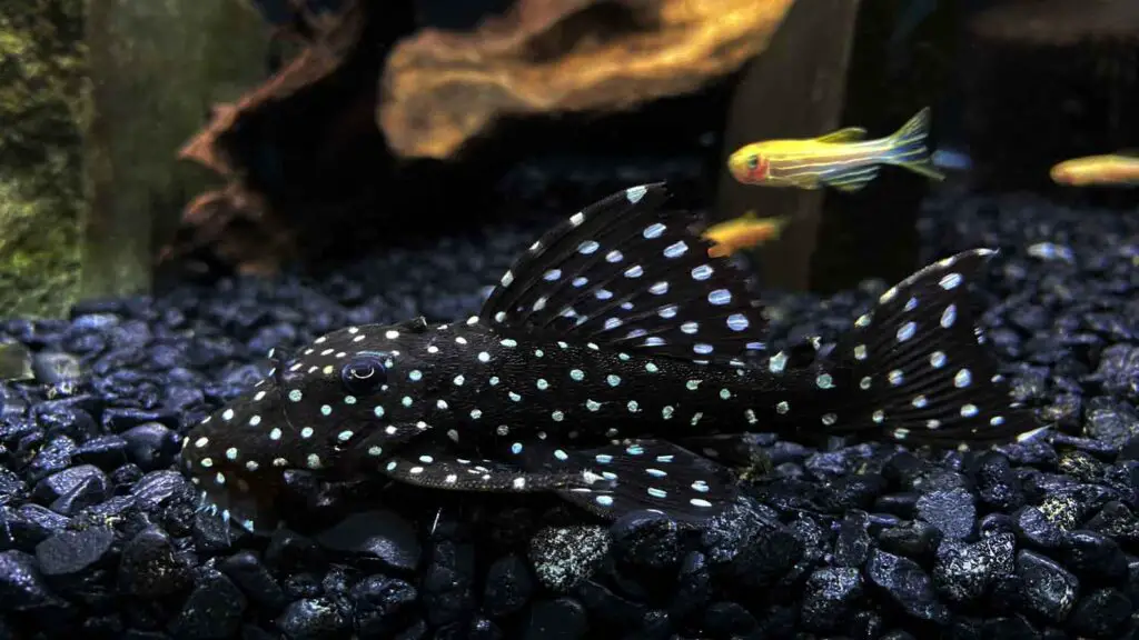 Galaxy Pleco (L240)