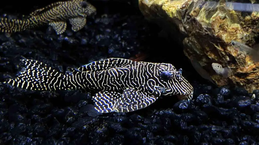 L260 Queen Arabesque Pleco