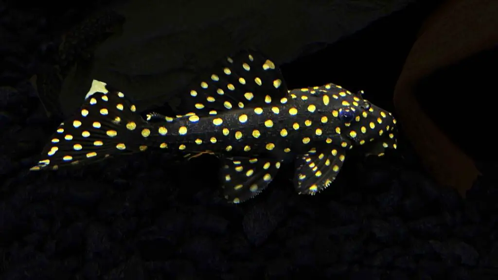 Galaxy Pleco L29