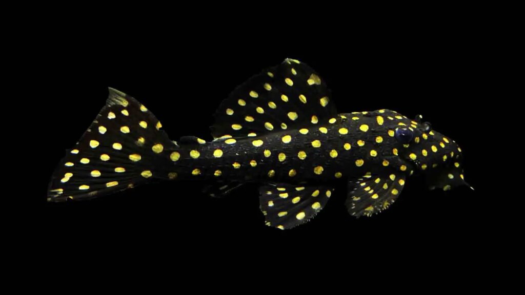 Galaxy Pleco L29