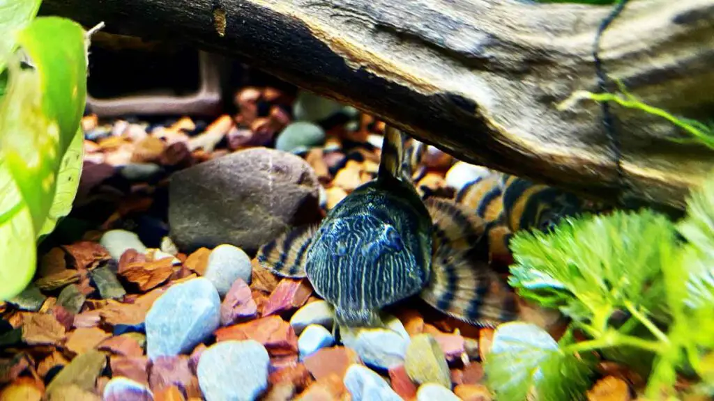 L397 Alenquer Tiger Pleco