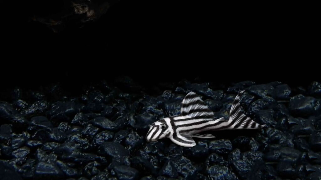 L46 Zebra Pleco