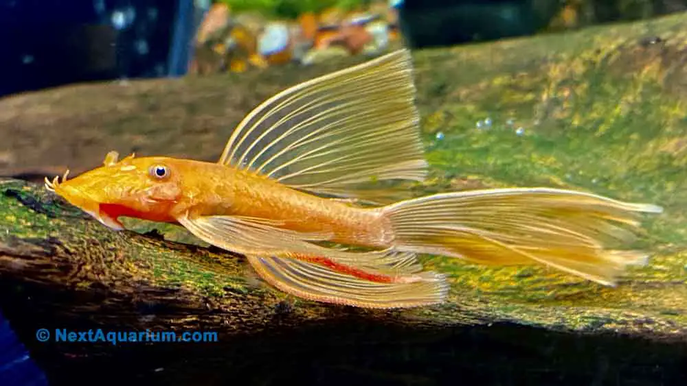 Longfin Super Red Bristlenose Pleco