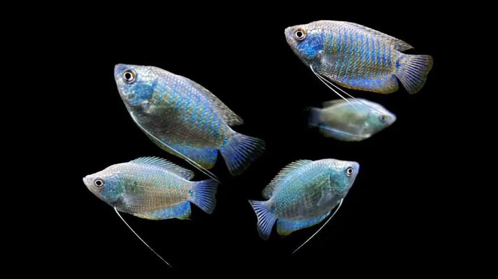 Powder Blue Gourami