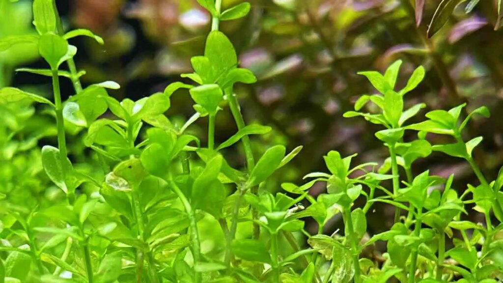 Rotala Rotundifolia