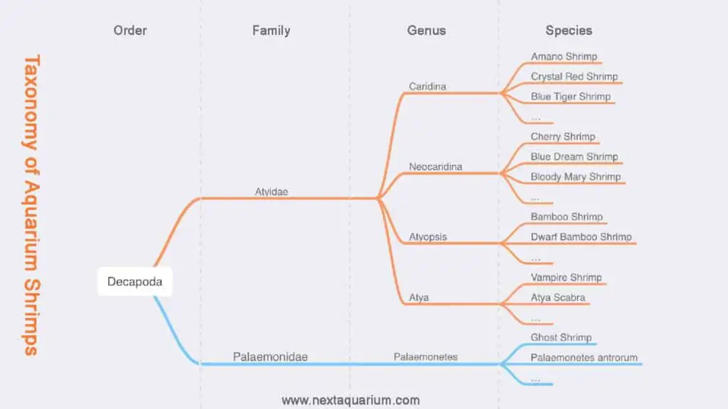 Taxonomy of Freshwater Aquarium Shrimps