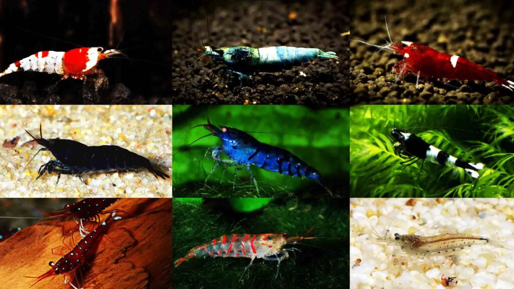 Types of Caridina Shrimps