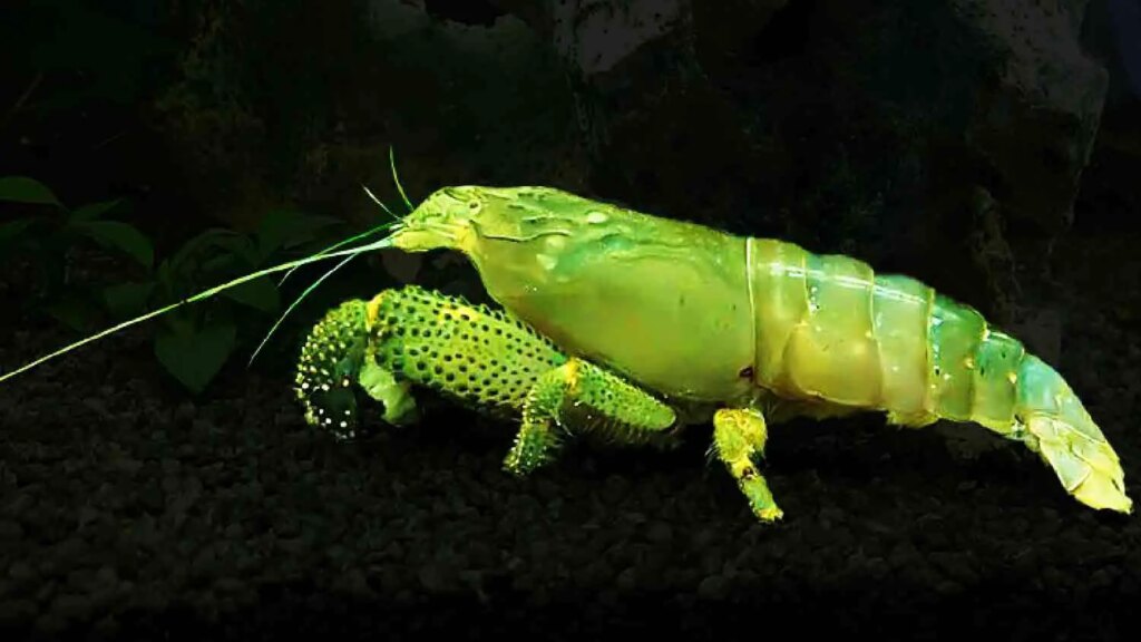 Vampire Shrimp (Atya gabonensis)