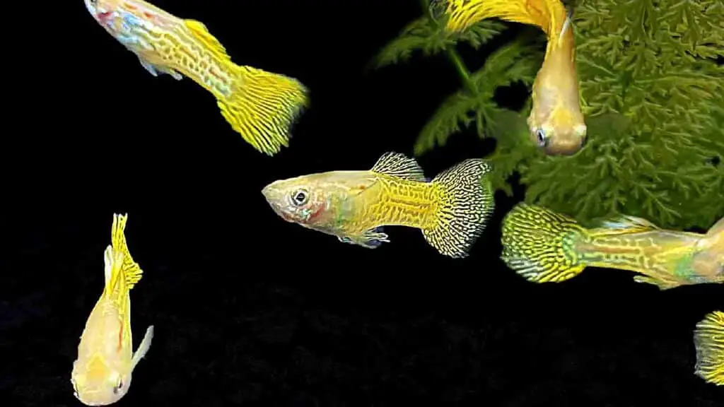 Yellow Cobra Guppy